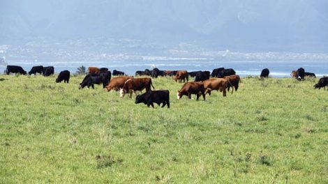 Mahi Pono acquires slaughterhouse